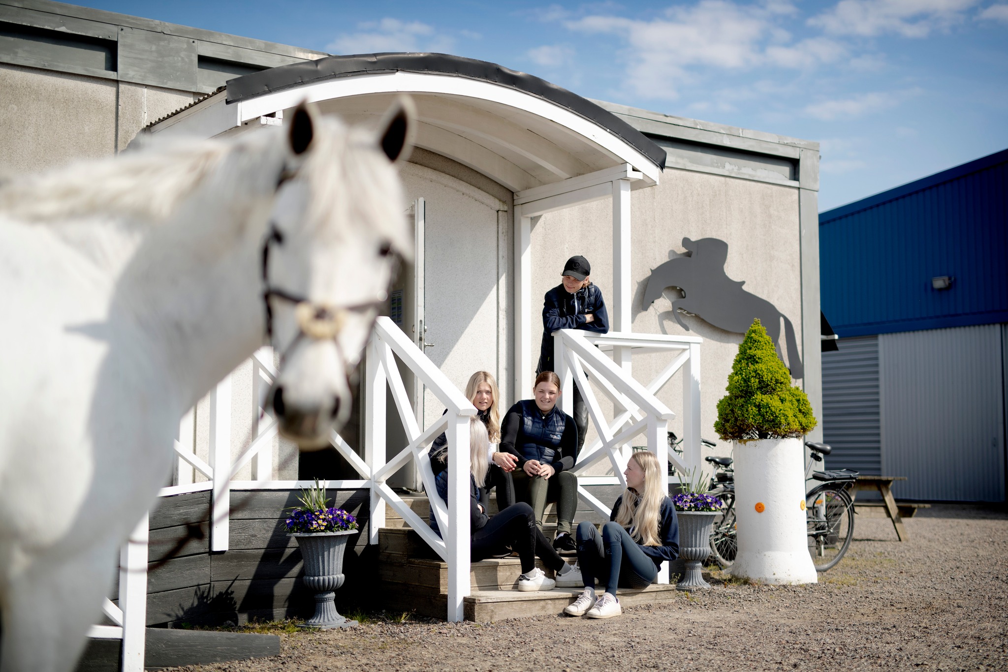 Elever som sitter på trappa och pratar och en vit häst som tittar in i kameran